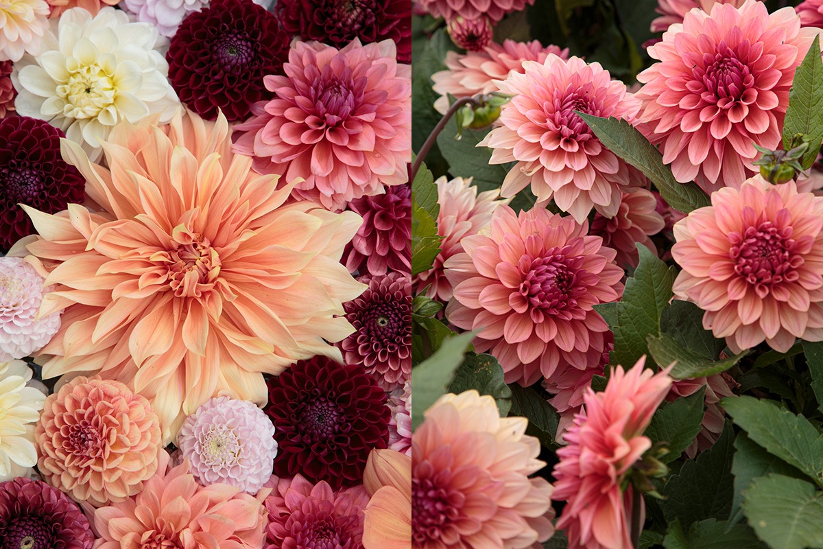 Flera rosa dahlior i blom i grönskande rabatt, med knoppar och mörkgröna blad runtomkring.