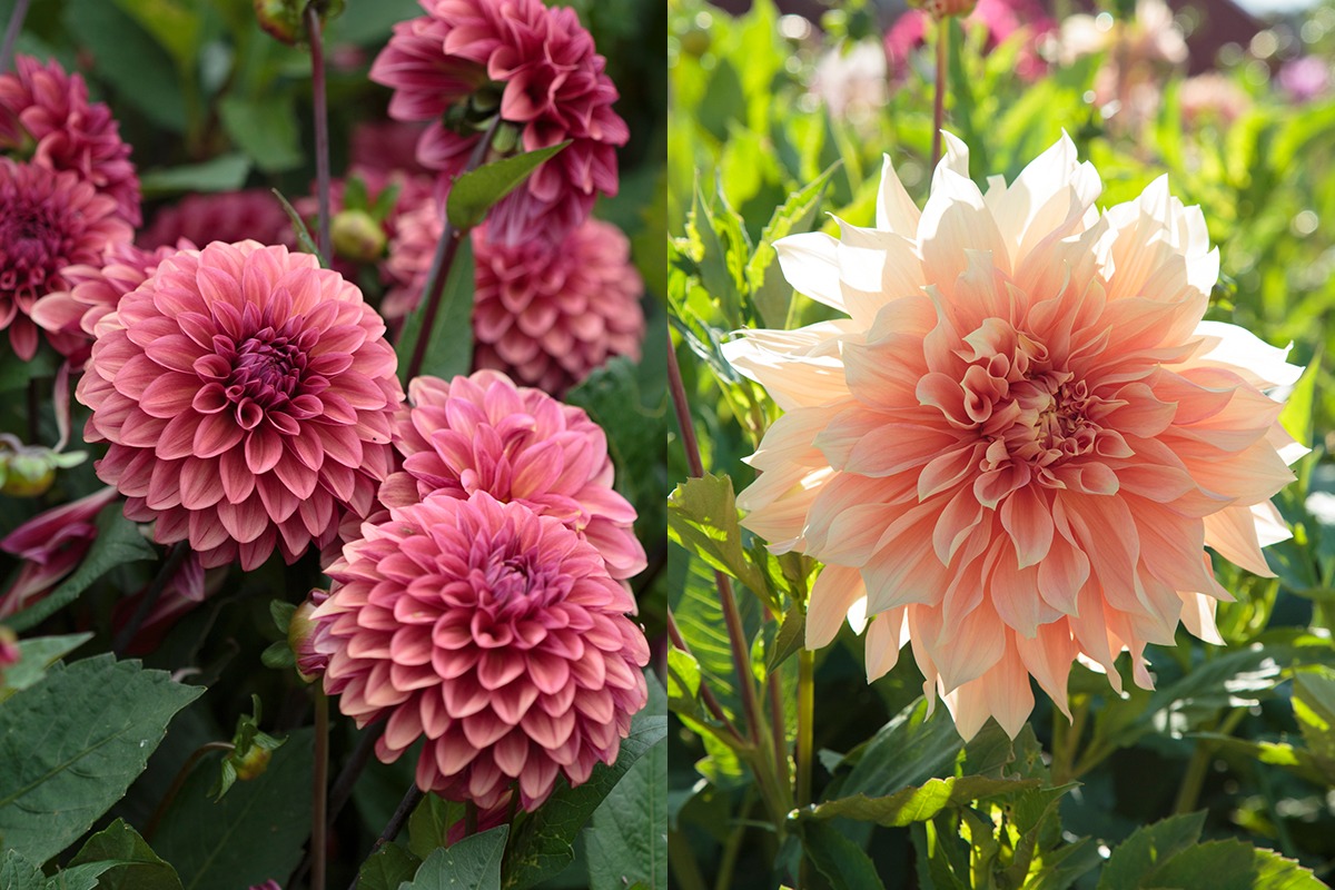 Närbild på dahlior i mjuka toner av aprikos, rosa, vinrött och creme, tätt arrangerade som ett blomsterhav.
