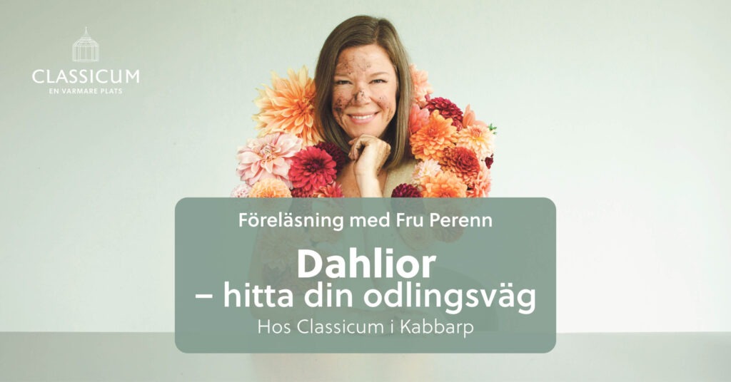 Kvinna med jord på kinden och färgstarka dahlior runt halsen. Text på bilden: ”Föreläsning med Fru Perenn – Dahlior, hitta din odlingsväg. Hos Classicum i Kabbarp.” Classicums logotyp syns i övre vänstra hörnet.