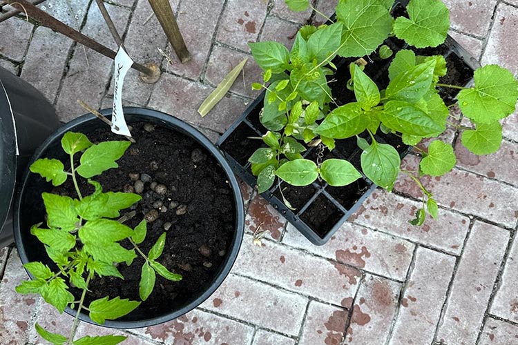 Omskolade småplantor i kruka och odlingsbrätte, placerade på stenlagd uteplats efter vattning.